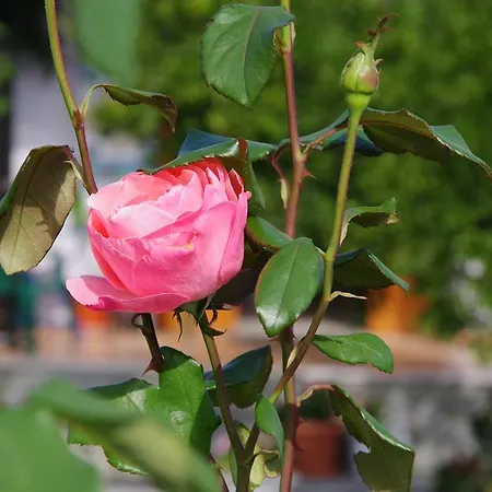 Ξενοδοχείο αθηνά Κοίνυρα