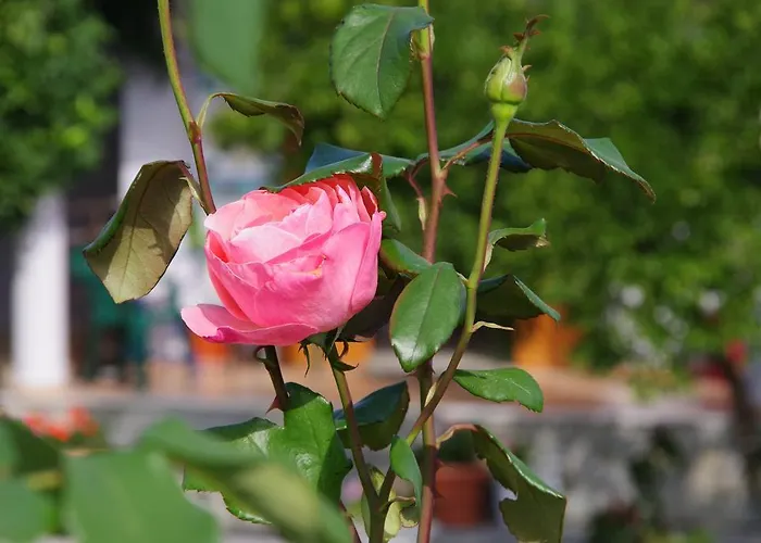 호텔 Athina 코이니라